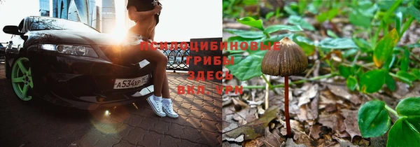 PSILOCYBIN Каменногорск